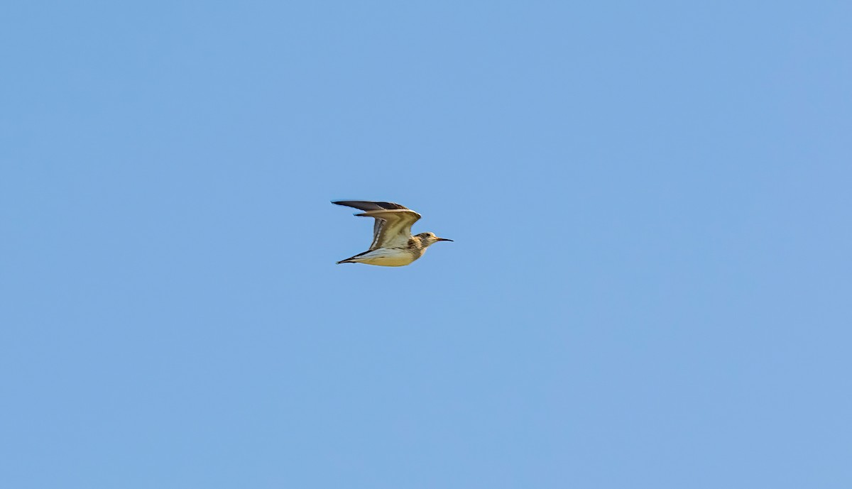 Pectoral Sandpiper - Rolando Tomas Pasos Pérez