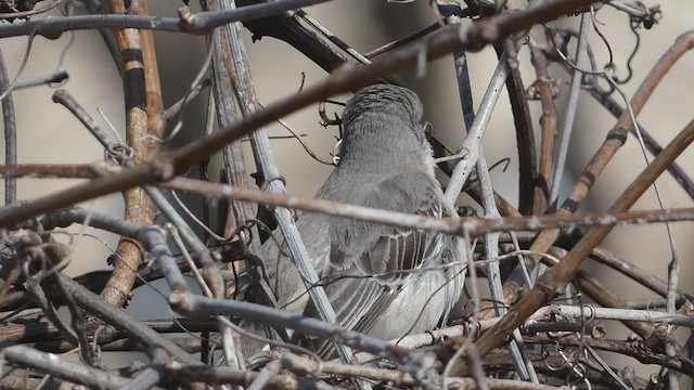 Northern Mockingbird - ML550116401