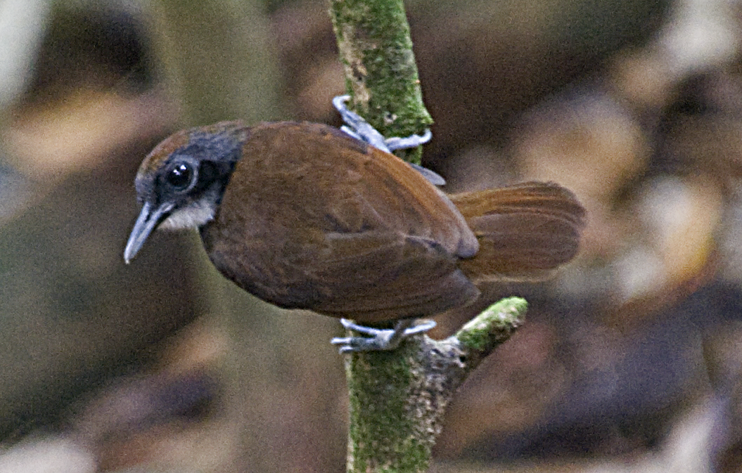 Bicolored Antbird - johnny powell