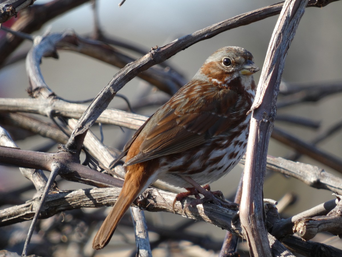 Fox Sparrow (Red) - ML550116691