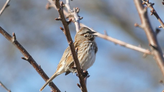 Song Sparrow - ML550116801