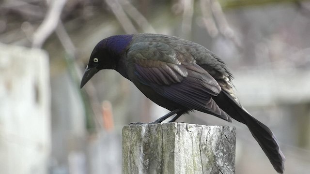 Common Grackle - ML550116941