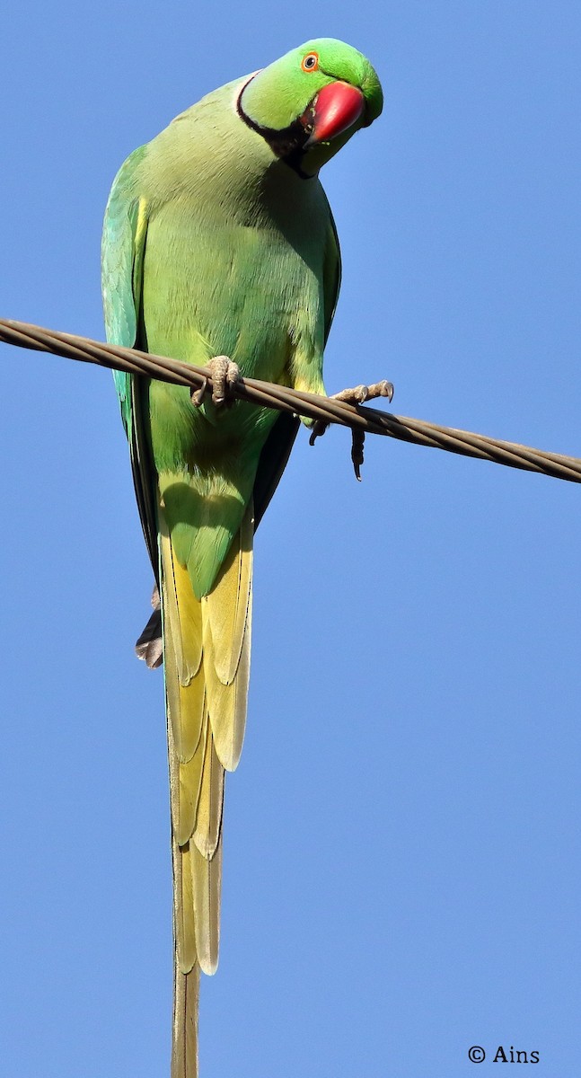 Rose-ringed Parakeet - ML550117201