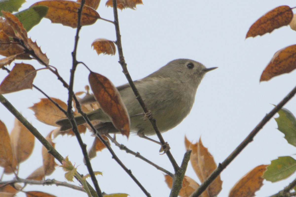 Ruby-crowned Kinglet - ML550117341