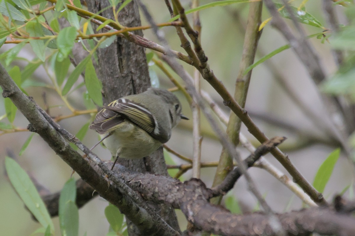 Ruby-crowned Kinglet - Mike Marin