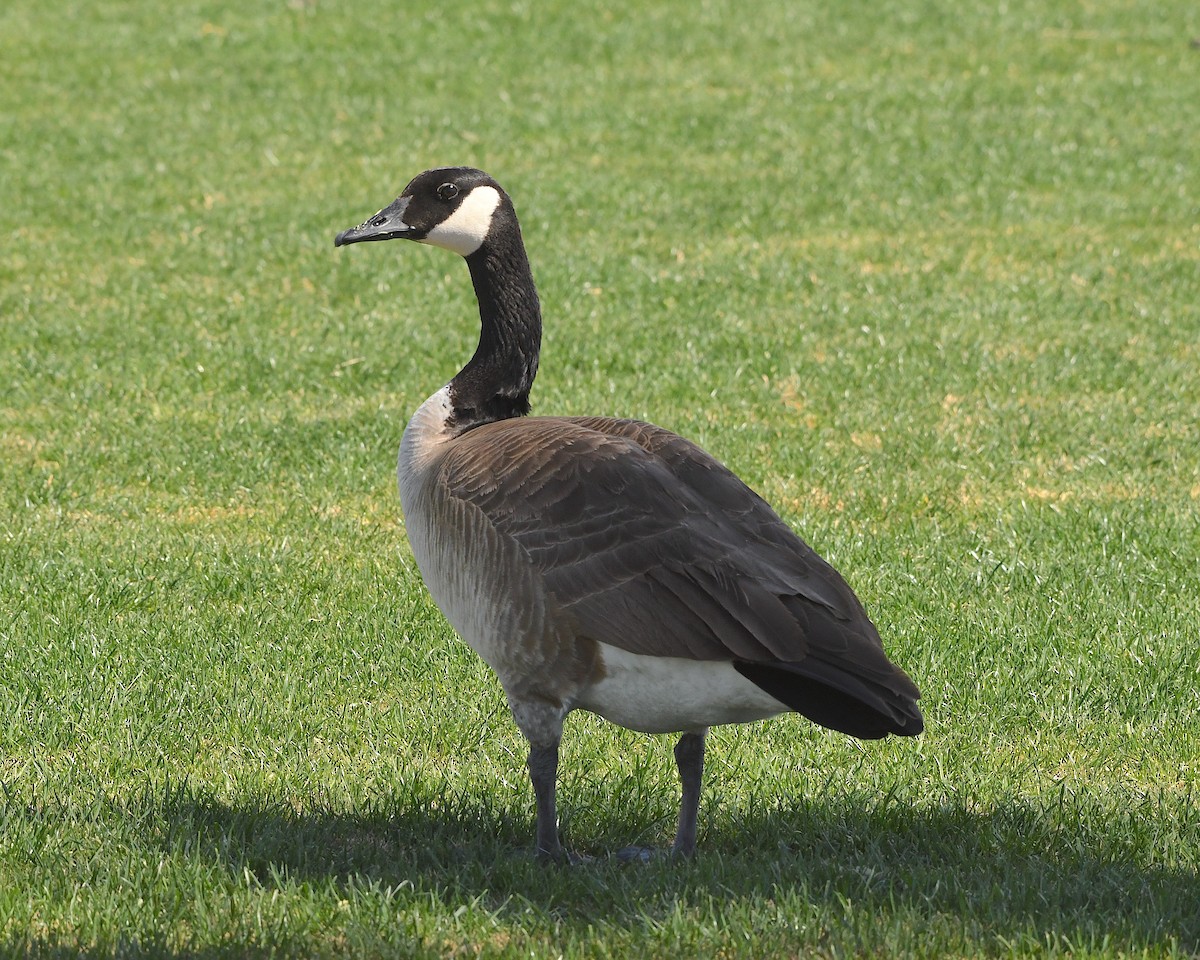 Canada Goose - Ted Wolff