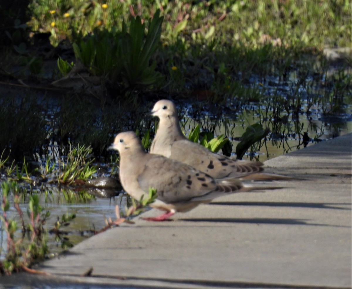 Mourning Dove - ML550118161