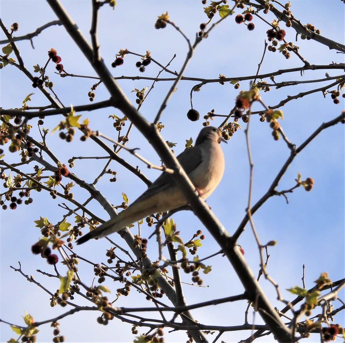 Mourning Dove - ML550118171