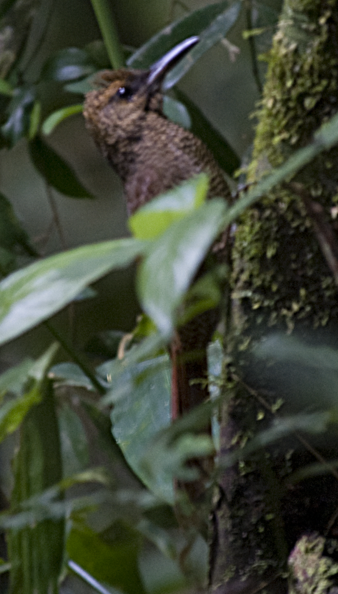 Northern Barred-Woodcreeper - ML550119391