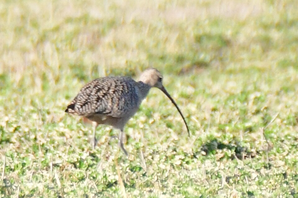 Long-billed Curlew - ML550120821