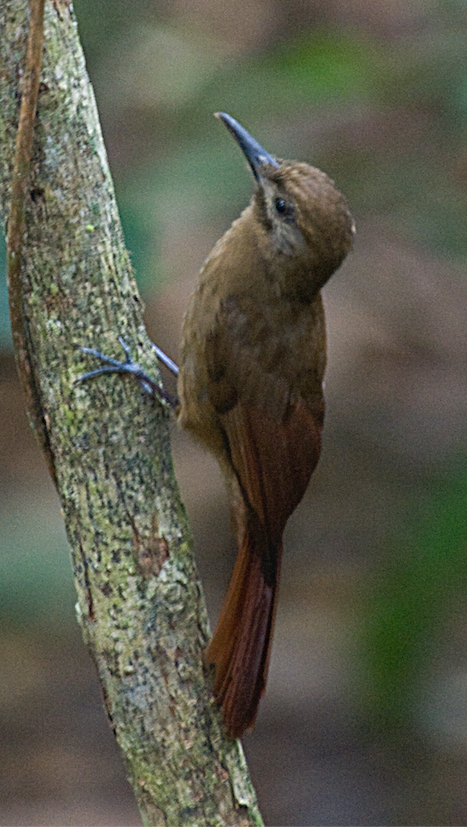 Plain-brown Woodcreeper - johnny powell