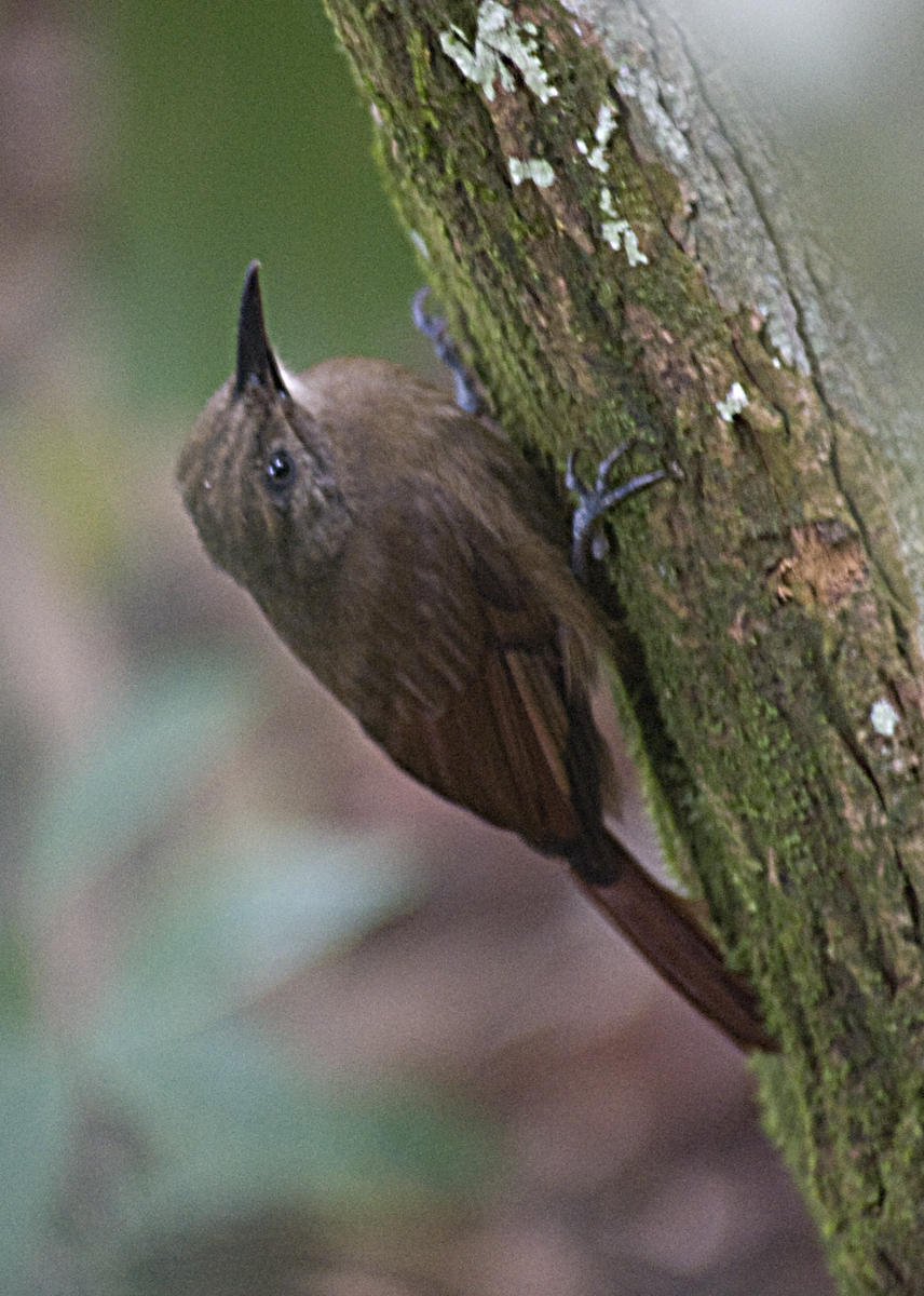 Plain-brown Woodcreeper - ML550121331