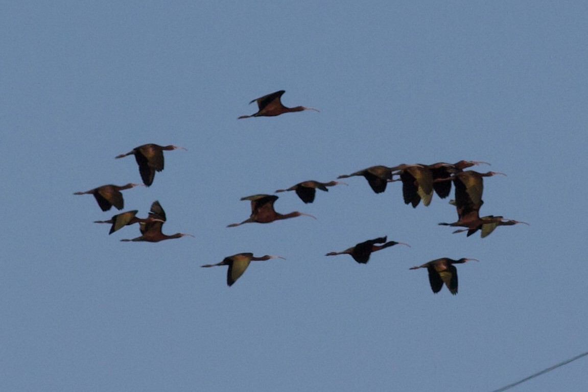ibis americký - ML550121531