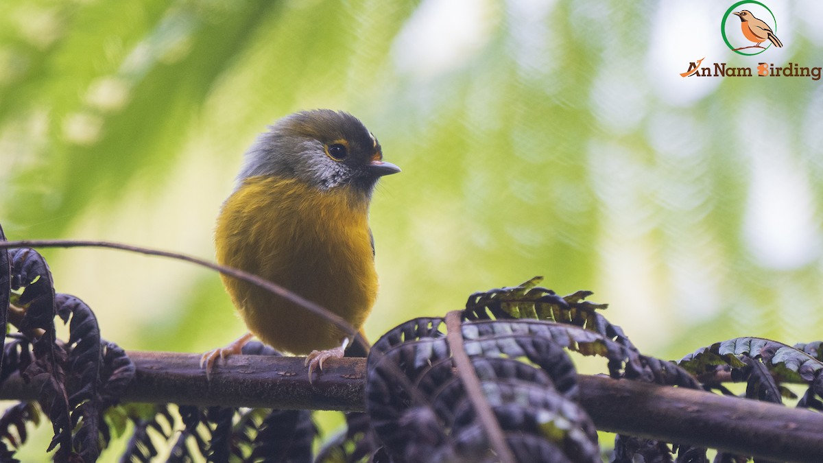 Golden-breasted Fulvetta - ML550121721