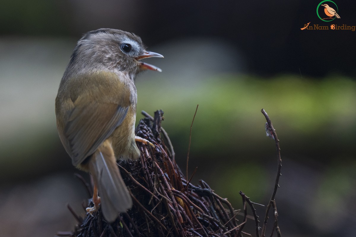 Indochinese Fulvetta - ML550121831