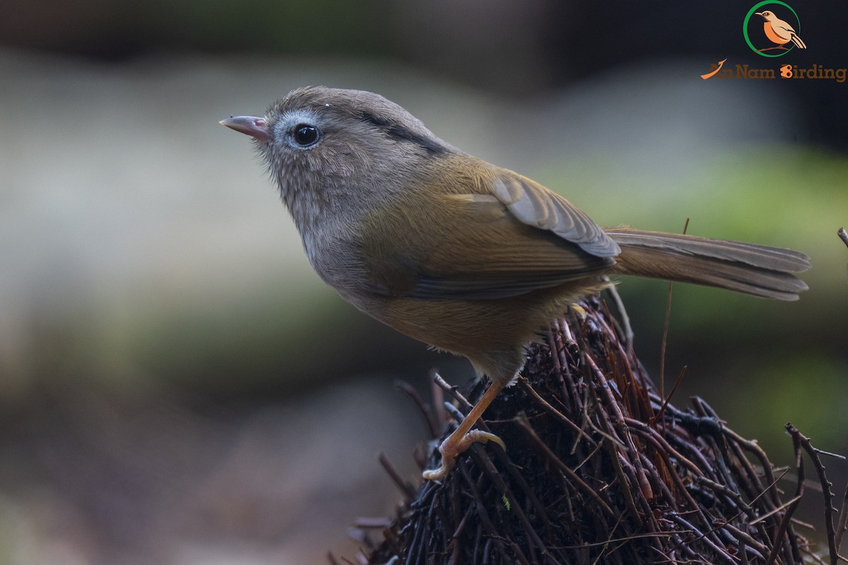 Indochinese Fulvetta - ML550121841