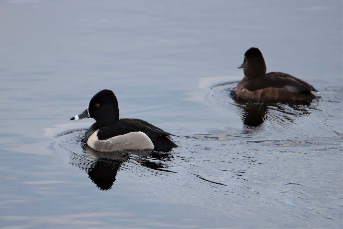 Ring-necked Duck - ML550122071