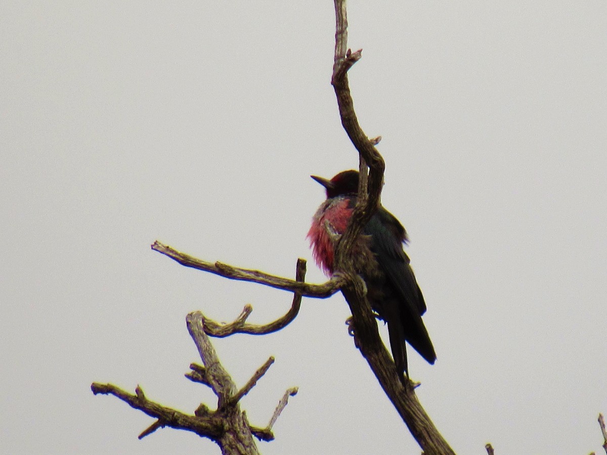 Lewis's Woodpecker - ML550122151