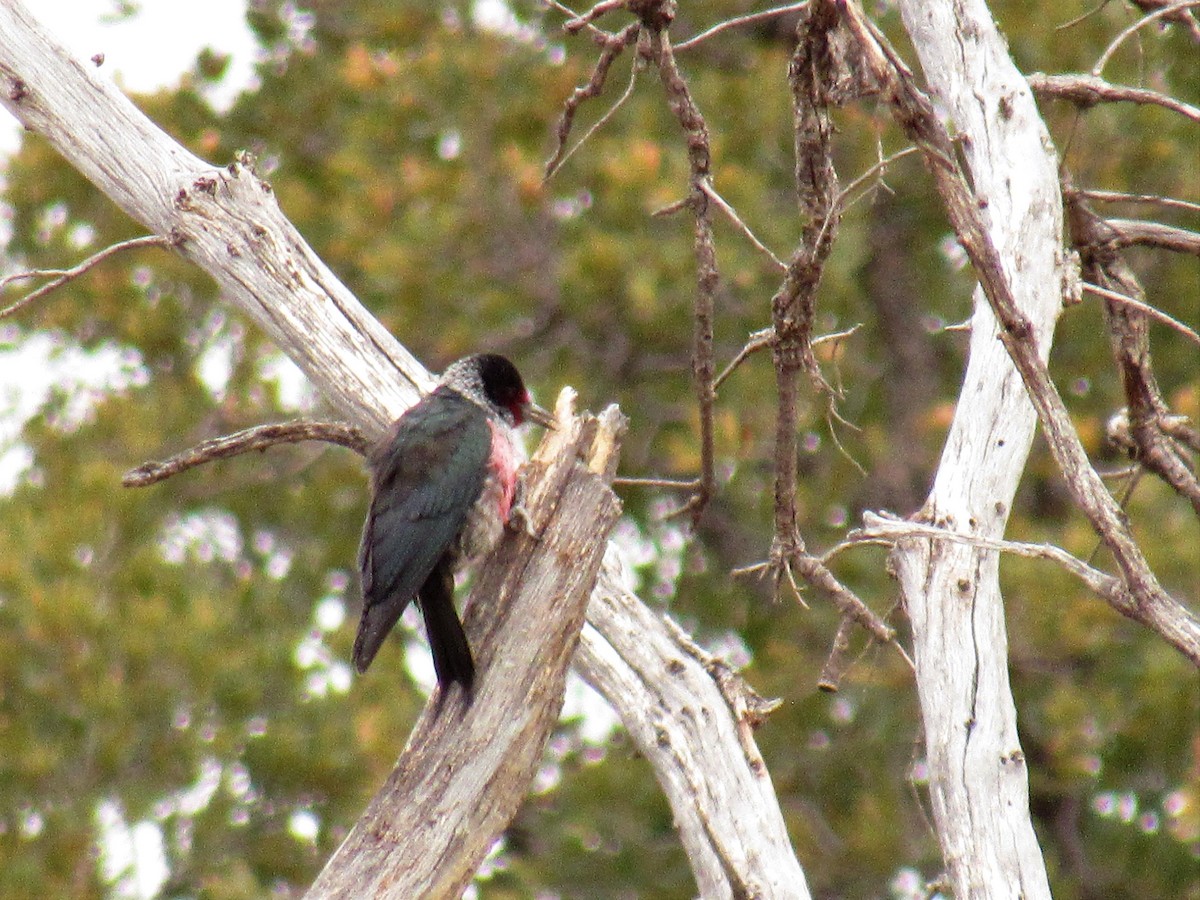 Lewis's Woodpecker - ML550122161