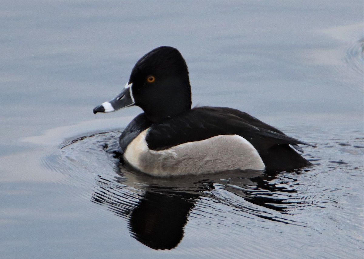 Ring-necked Duck - ML550122311