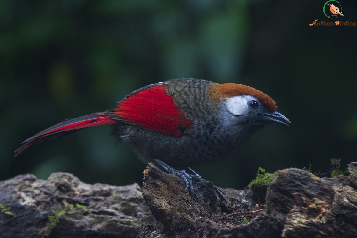 Red-tailed Laughingthrush - ML550122651