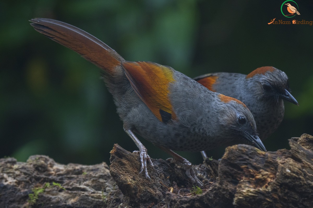 Golden-winged Laughingthrush - ML550122831