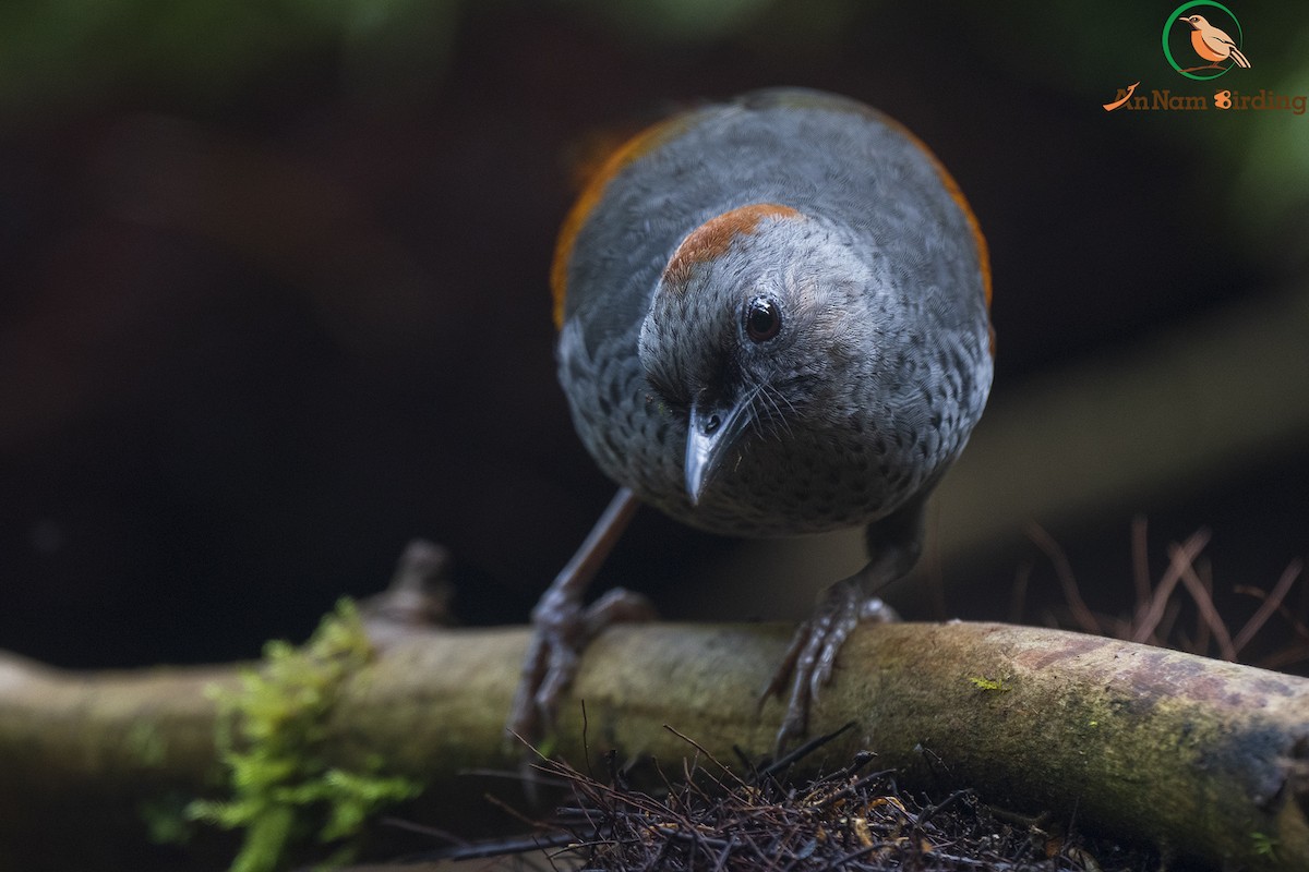 Golden-winged Laughingthrush - ML550122841