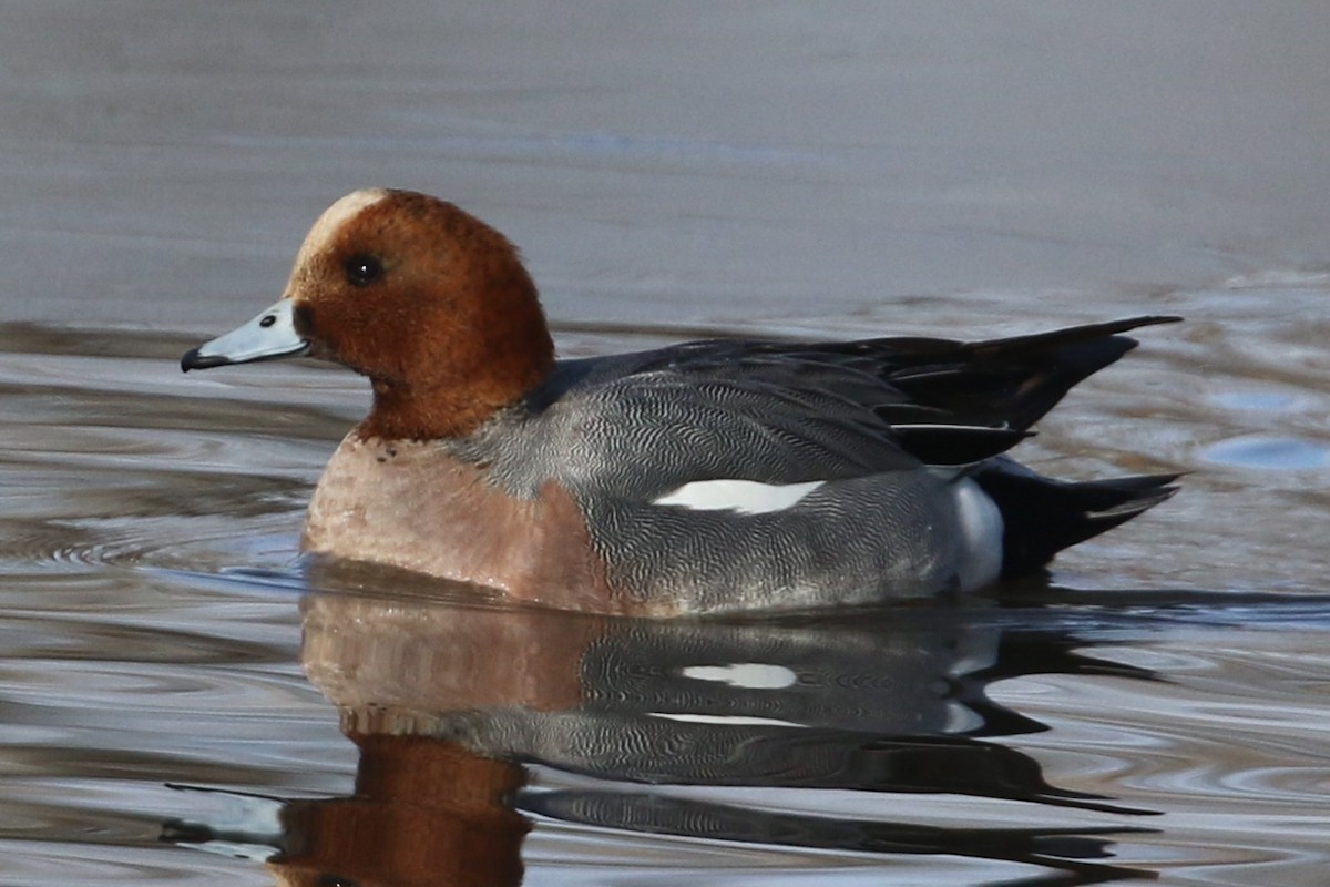 Eurasian Wigeon - Curtis Dowhaniuk