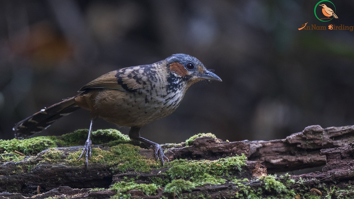 Chestnut-eared Laughingthrush - ML550123271