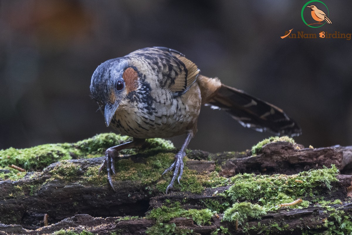 Chestnut-eared Laughingthrush - ML550123281