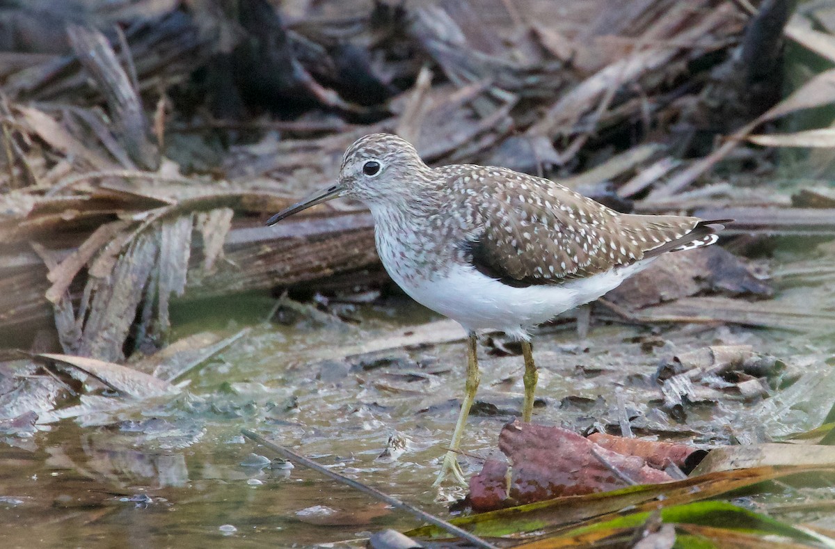 Solitary Sandpiper - ML550123541