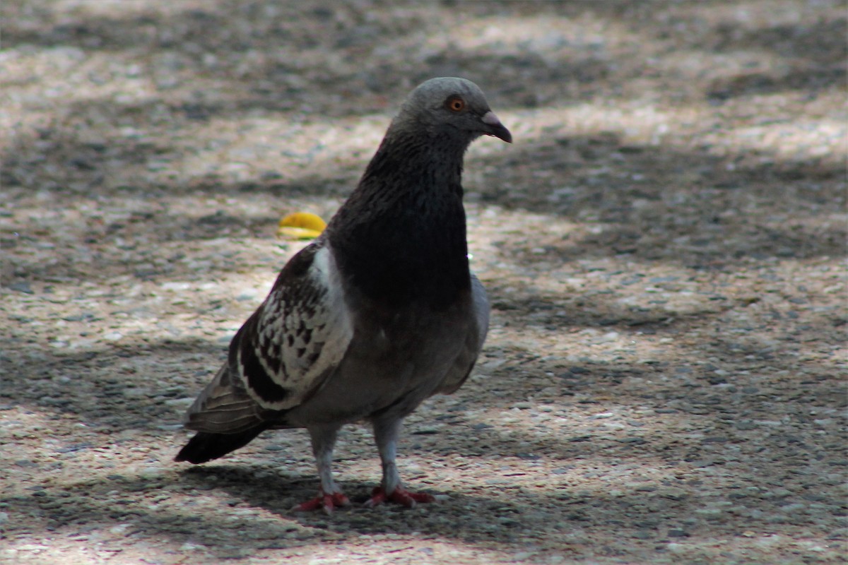 Rock Pigeon (Feral Pigeon) - ML550123691