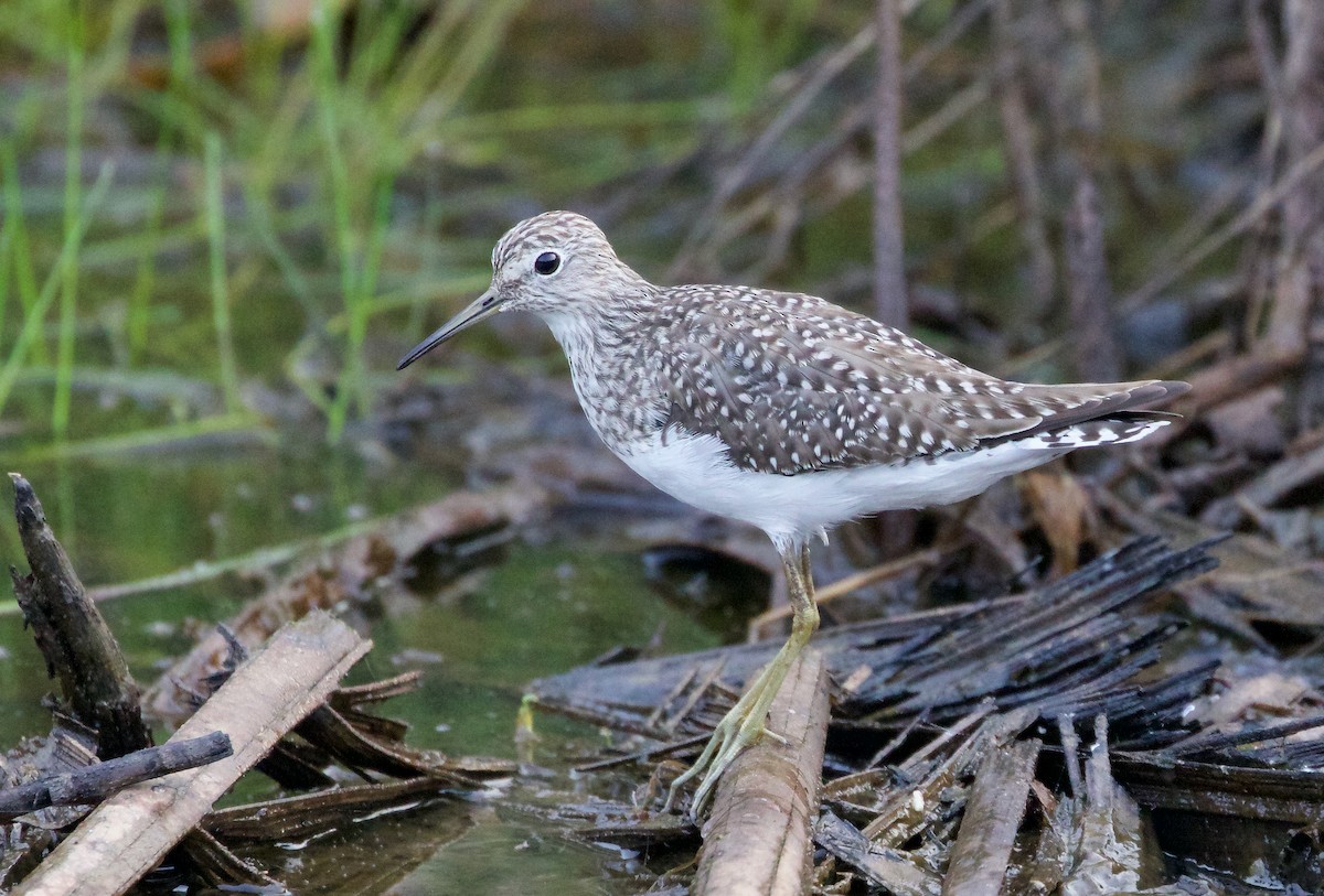 Solitary Sandpiper - ML550124041