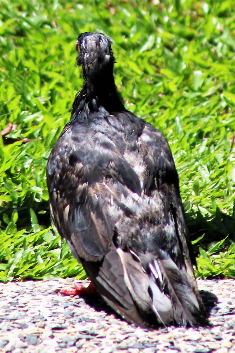 Rock Pigeon (Feral Pigeon) - ML550125501