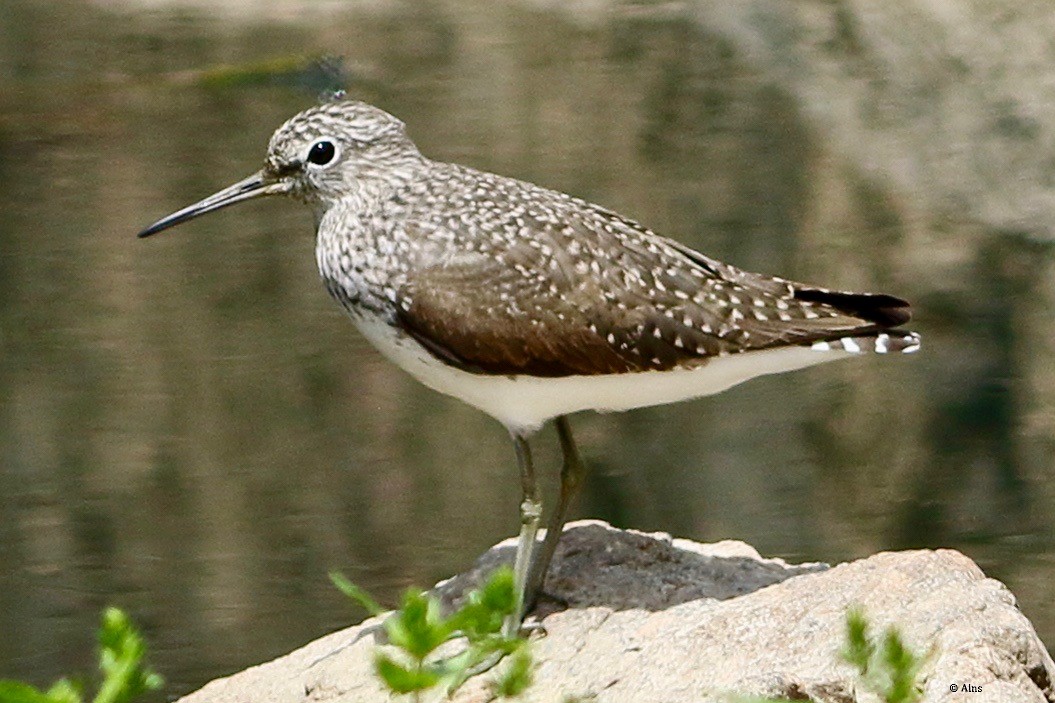 Green Sandpiper - ML550126591