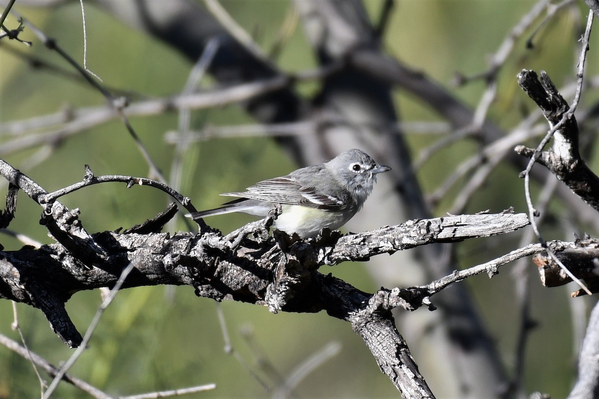 Plumbeous Vireo - ML550127131