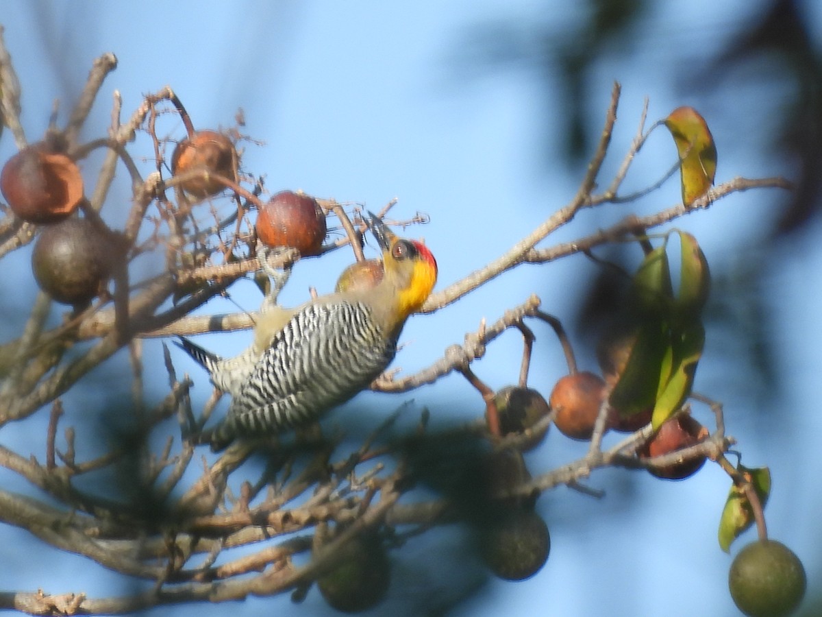 Golden-cheeked Woodpecker - ML550128551