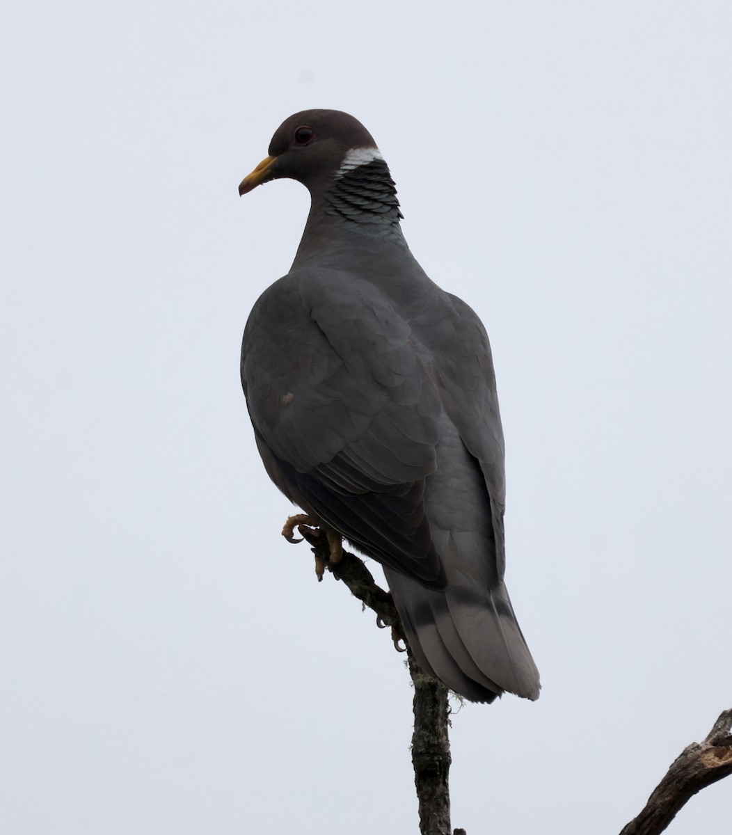 Band-tailed Pigeon - Cheryl Rosenfeld