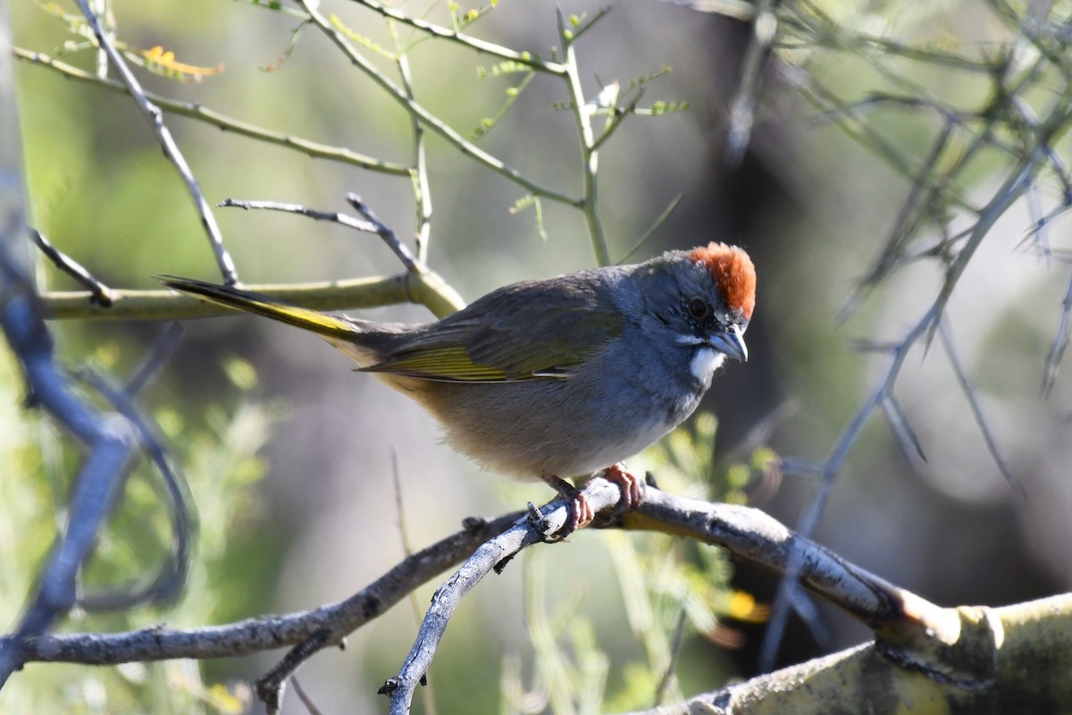 Green-tailed Towhee - Timothy Leque