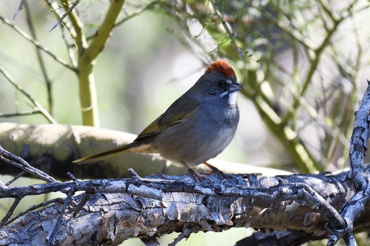 Green-tailed Towhee - ML550129111