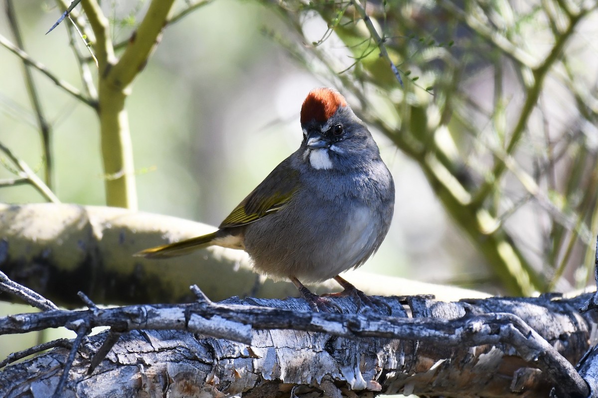 Green-tailed Towhee - ML550129171