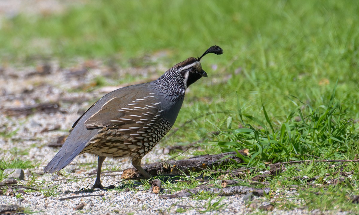 California Quail - ML550129921