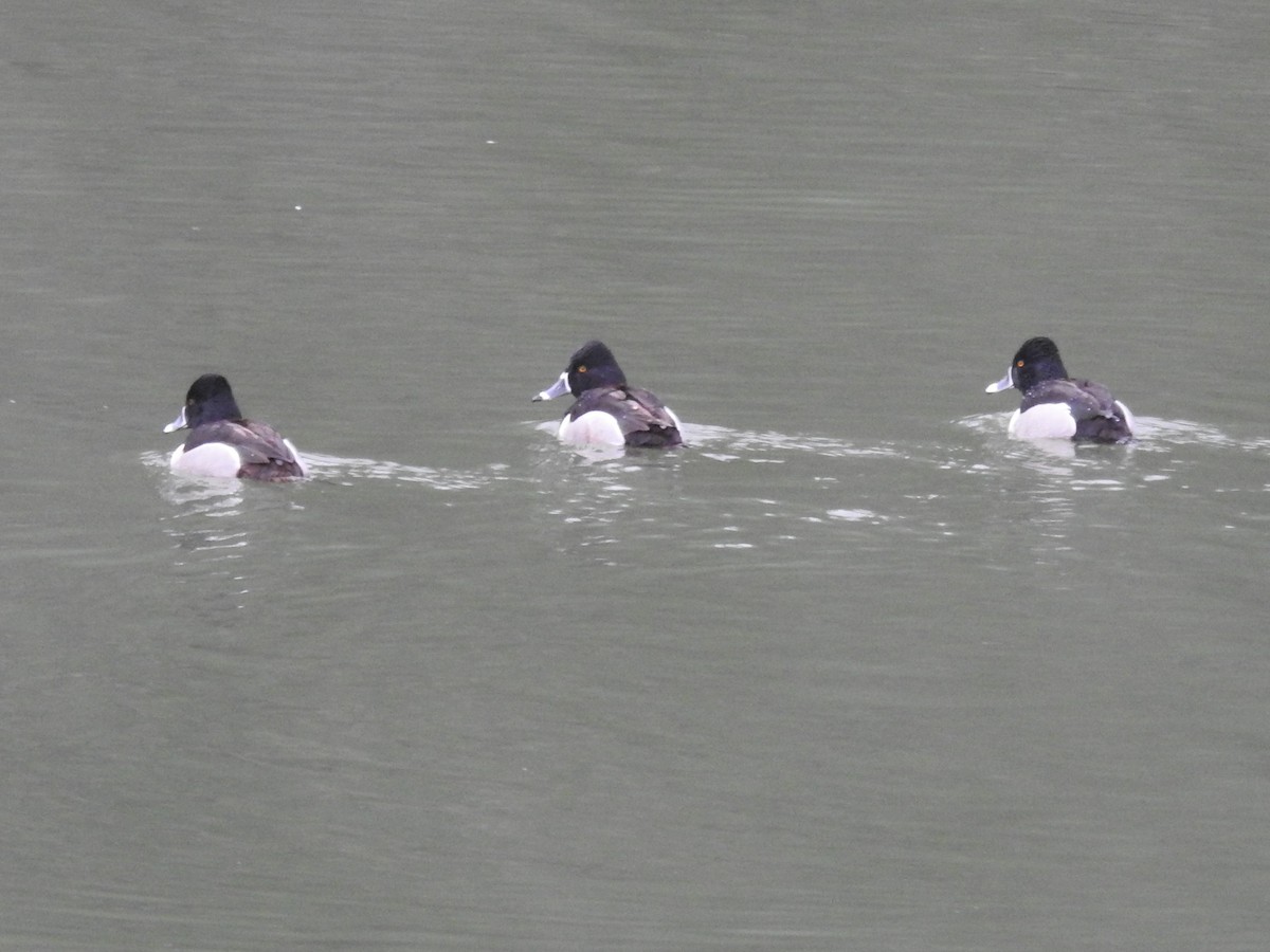 Ring-necked Duck - ML550132141