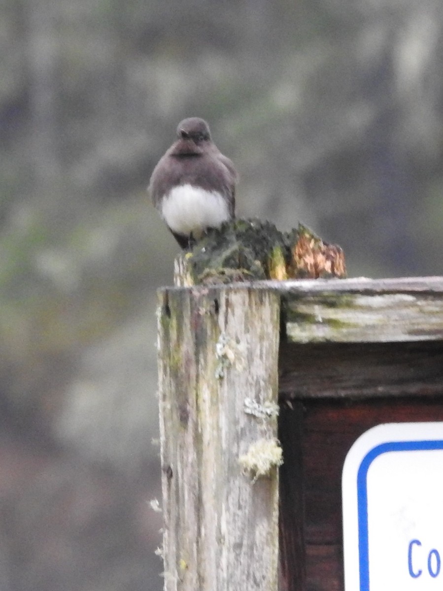 Black Phoebe - ML550132301