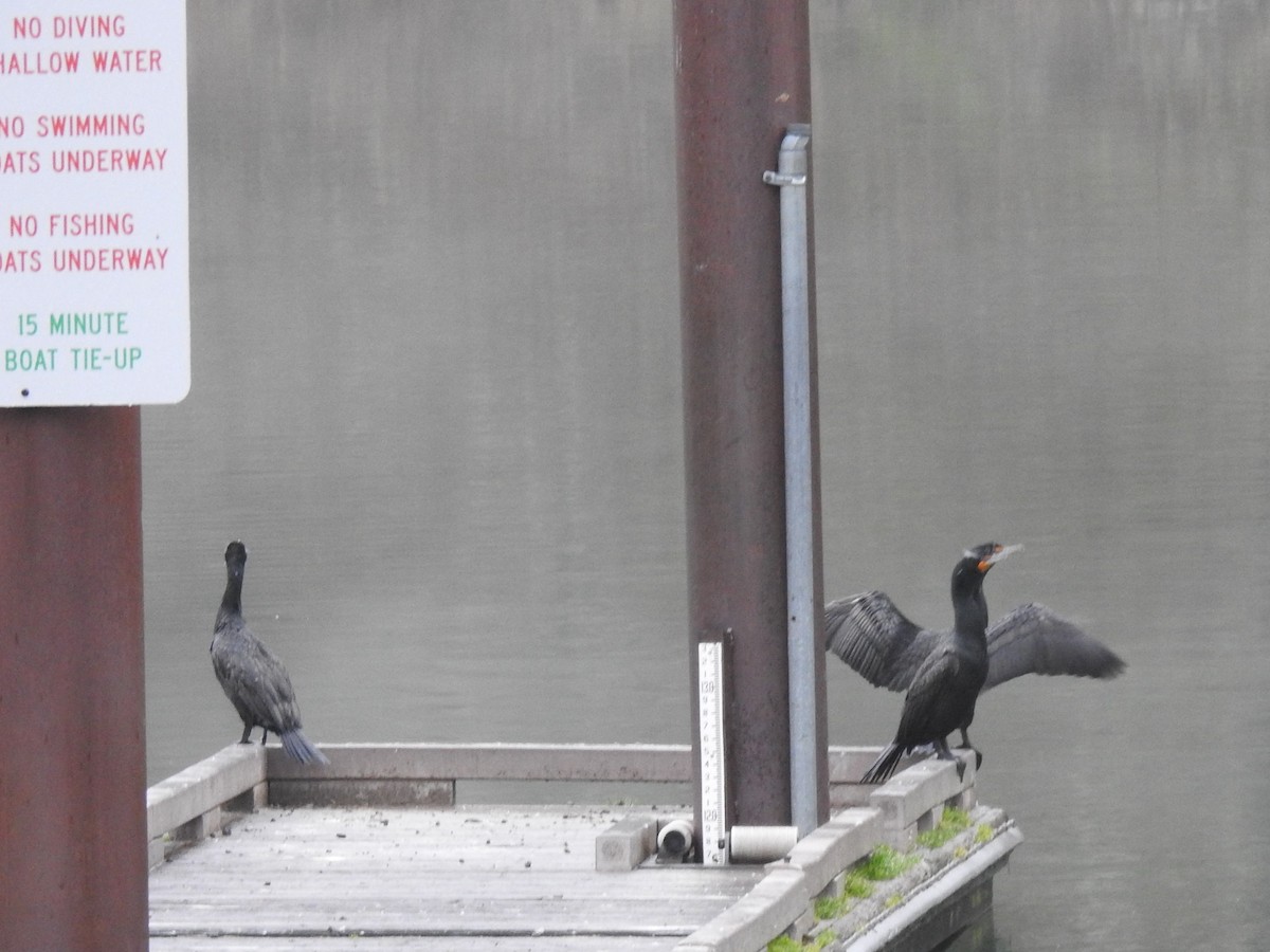 Double-crested Cormorant - ML550132361