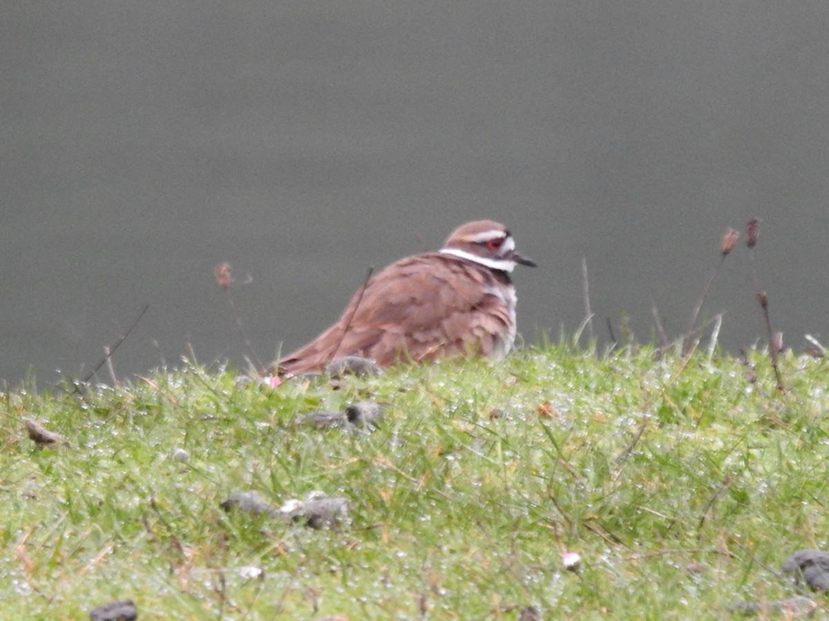 Killdeer - ML550132381