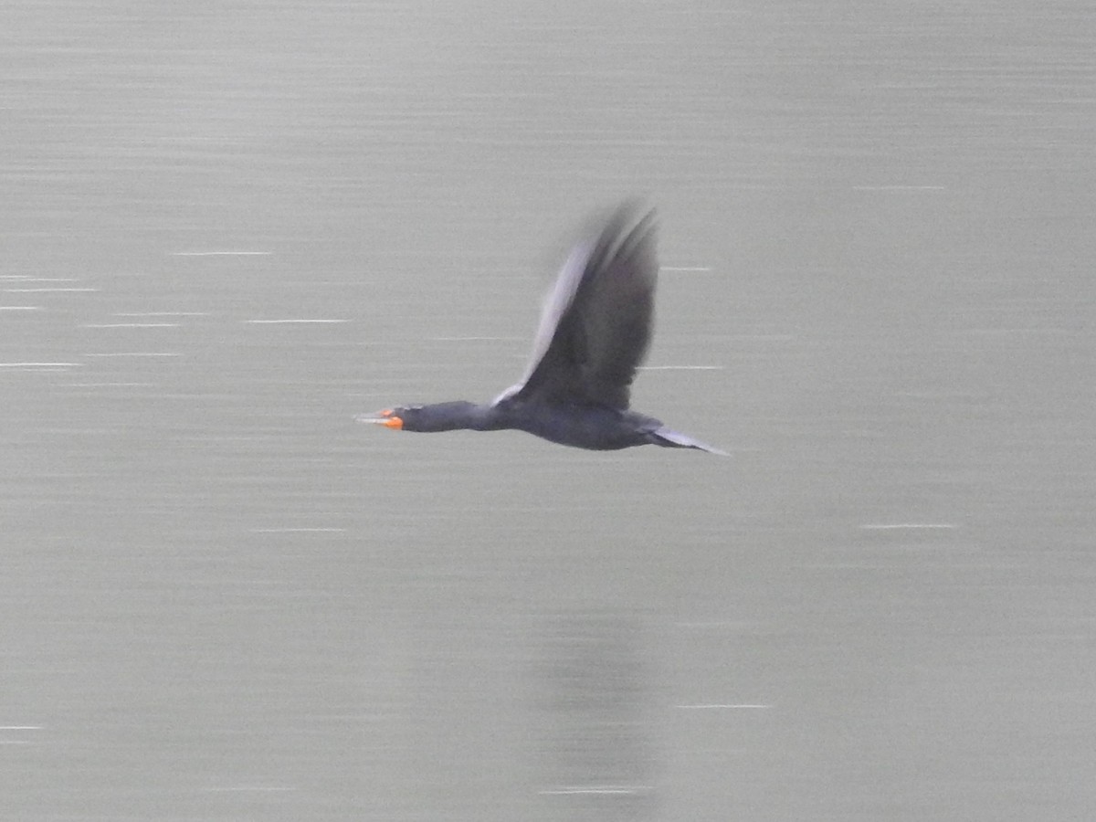 Double-crested Cormorant - ML550132441