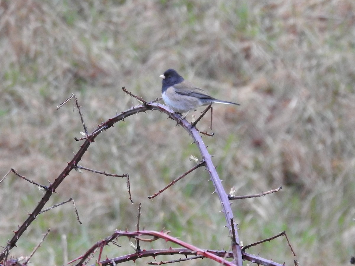 Dark-eyed Junco - Erik Bergman