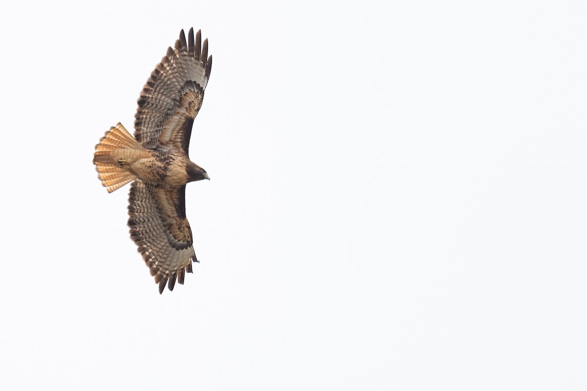 Red-tailed Hawk - ML550132671