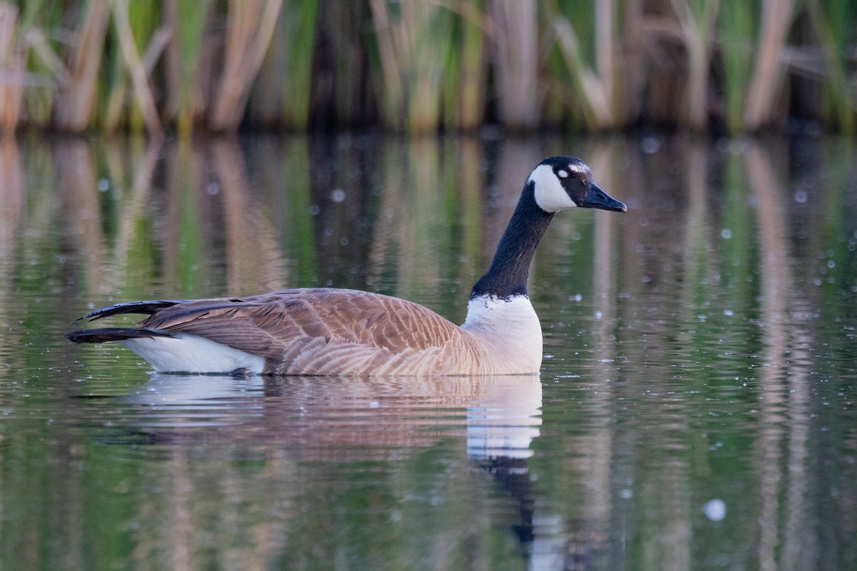 Canada Goose - ML550133251